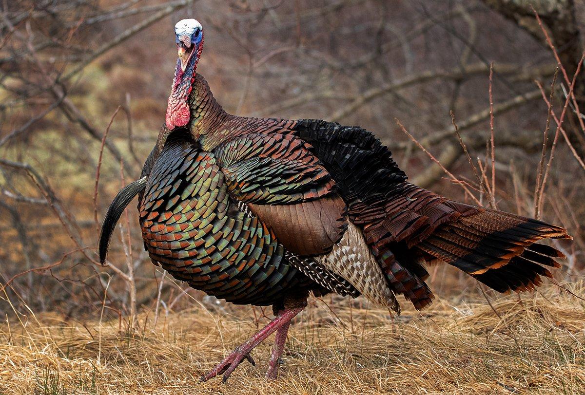 Spring Thunder 2026: How Record Demand, New Gear, and Conservation Momentum Are Shaping Turkey Season